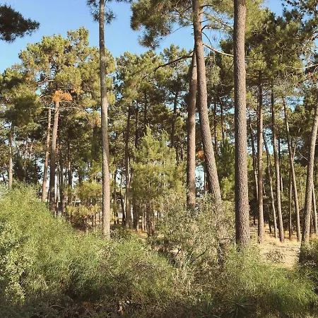 아파트 Arrabida Pine Flat 아제이타오